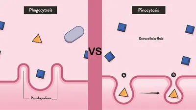 Carbon Dioxide vs Carbon Monoxide – What's the difference? | CO2Meter.com