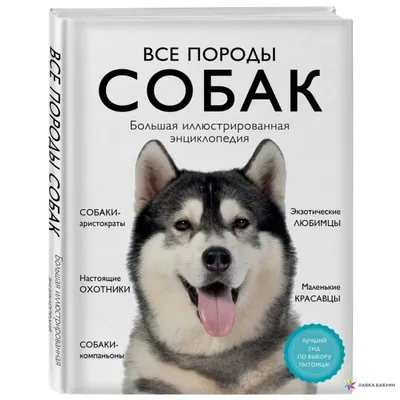 Породы собак, с которыми меньше всего проблем. Список | РБК Life