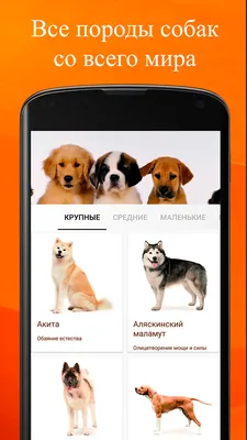 Породы собак: фото, названия и описание — ProPlan.ru