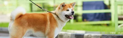 12 самых популярных белых пород собак, о которых вы должны все знать | Dog  Breeds | Дзен