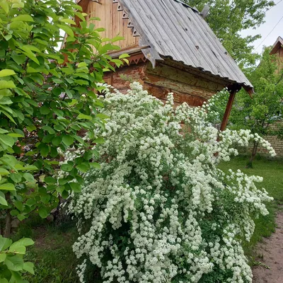 Как избавиться от сорняков в огороде: как избавиться от мокрицы, пырея,  осота в огороде - 11 июня 2023 - chita.ru