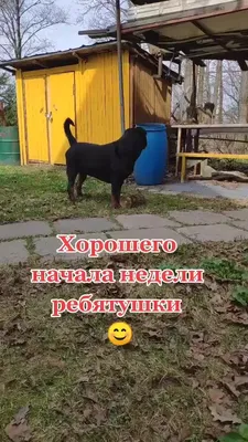 Котоматрица: Ну какой же Я жадный??? Да всегда пожалуйста... С радостью  поделюсь лакомым