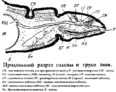 Картинка вши в голове