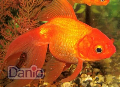 Вуалехвост ассорти (Carassius auratus) 4-5 см: продажа, цена в Кривом Роге.  аквариумные рыбы от \"ЗооАльф - интернет-магазин зоотоваров zooalf.com.ua\" -  1519708042