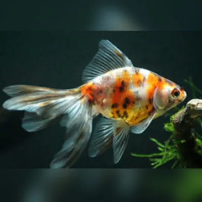 Вуалехвост красный, красно-белый (Carassius auratus) - 6-7см L-2019-10-225  купить оптом и в розницу ≡ Labeo ᐈ labeo.com.ua ⋆ Спешите купить!