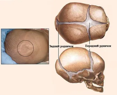 12 фактов о черепе ребенка. | AnnaMama