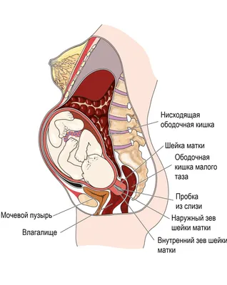 Тонус матки при беременности: что это, как проявляется и как убрать  гипертонус при беременности?