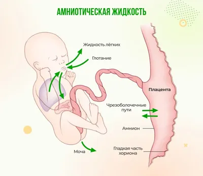 Сильное сердцебиение - причины появления, симптомы заболевания, диагностика  и способы лечения