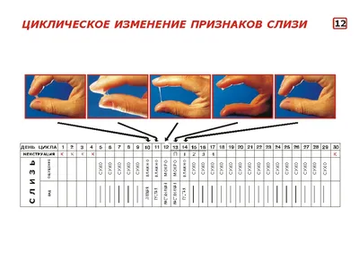 Как рассчитать овуляцию для зачатия ребенка | Мегаптека