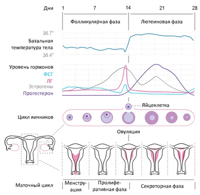 Овуляция и зачатие - Гинекологическая клиника Embio