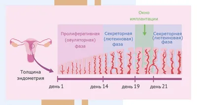 Белые выделения у женщин: виды и различия | Kotex®