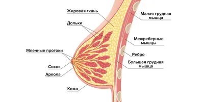 Можно ли заниматься сексом при молочнице? | doc.ua