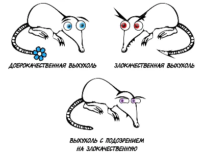 Хоботок выхухоли • Алена Соболева • Научная картинка дня на «Элементах» •  Зоология