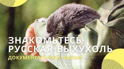 Muskrat: A strange beast with a funny name | Interesting facts about  animals of Eurasia - YouTube