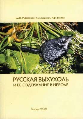 Русская выхухоль – тема научной статьи по биологическим наукам читайте  бесплатно текст научно-исследовательской работы в электронной библиотеке  КиберЛенинка