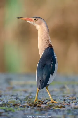 Большая выпь - eBird