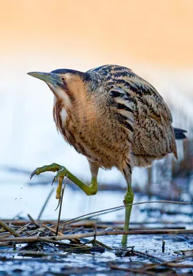 Малая выпь (Ixobrychus minutus). Фотограф Поляков Михаил