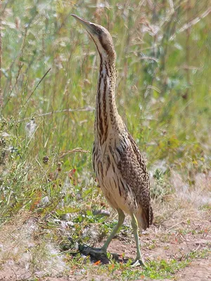 большая выпь, бугай, водяной бык | Wild Nature Photo