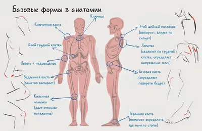 Деформация грудной клетки: причины и лечение