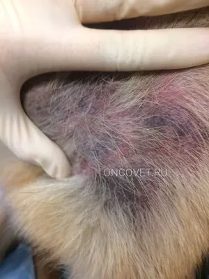Заболевания кожи у собак фото