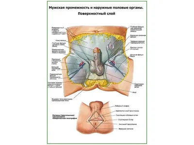 Заболевание мужских половых органов | Зори Ставрополья Пятигорск