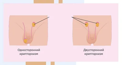 Мужской врач — кто он? Андролог, уролог, сексолог и венеролог