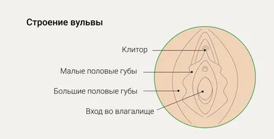 Недержание мочи и опущение женских половых органов