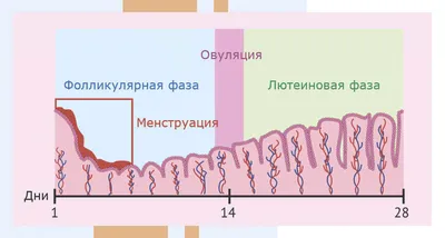 Зуд во влагалище: причины, симптомы, препараты для лечения в - МИС Аптека  9-1-1