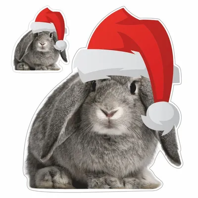 rgdb.ru - Эколекция в РГДБ: «Животное года: заяц или кролик?»