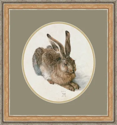 Антилоповый заяц: травоядный вегетарианец с большими ушами | Приключения  натуралиста | Дзен