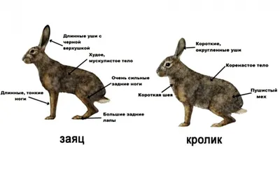 Обитающий в Морозовском районе заяц - русак способен развить скорость до 60  километров в час