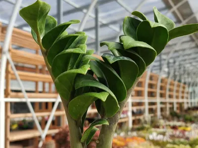 Коллекции растений ЦСБС СО РАН - Zamioculcas zamiifolia (Lodd.) Engl. –  Замиокулькас замиелистный