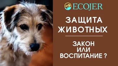 Фотоотчёт о мероприятиях во второй младшей группе к Дню защиты животных (17  фото). Воспитателям детских садов, школьным учителям и педагогам - Маам.ру