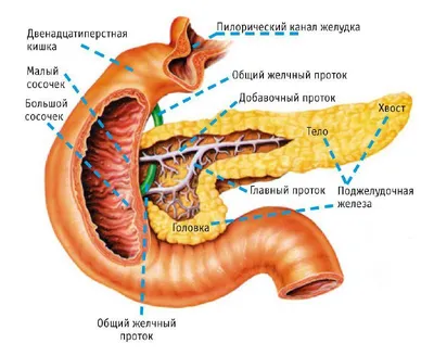 Холецистит (Cholecystitis) хронический и острый - симптомы и лечение у  женщин и мужчин, причины и диагностика заболевания, какой врач лечит,  анализы