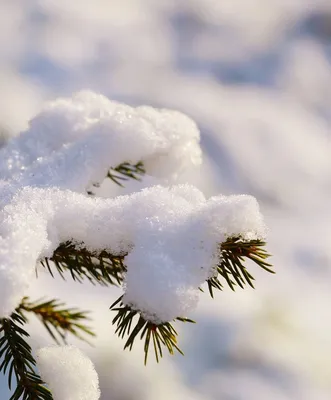 🎄Завтра зима🎄 / ❄Зима❄» — создано в Шедевруме