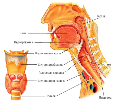 Энциклопедия - Гортань