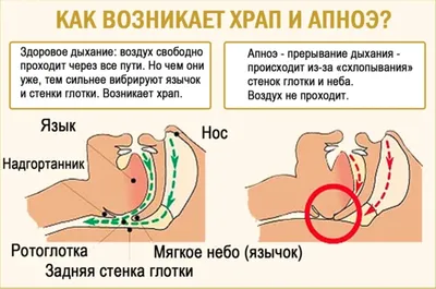 Контроль за здоровьем, или Как прошел регулярный осмотр панды Жуи -  Москва.Центр