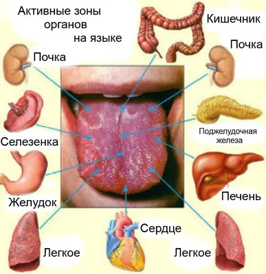 О чем говорит цвет языка | Бери и Делай | Дзен