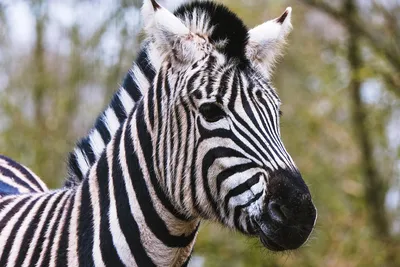 зебра стоит и смотрит в воду, 1 зебра в зоопарке, Hd фотография фото, зебра  фон картинки и Фото для бесплатной загрузки