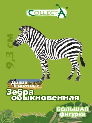 Купить чёрно-белый постер - Зебра. - на стену - интернет-магазин Мой Постер