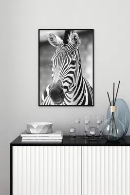 изображение зебры в темноте леса, Nat Geo Picture Of The Year зебра фон  картинки и Фото для бесплатной загрузки
