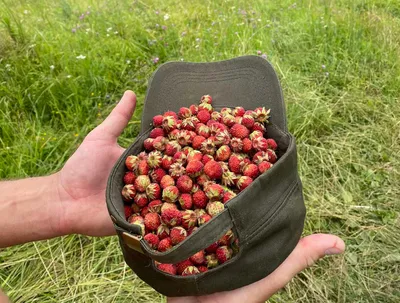 Земляника - Fragaria vesca - семена – Garden Seeds Market | Бесплатная  доставка