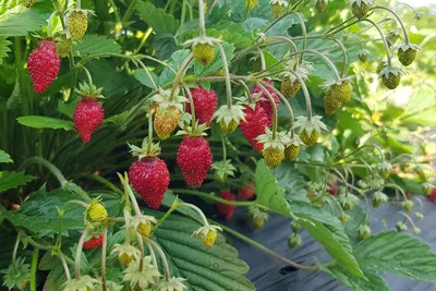 Клубника и земляника 🍓 Их отличия АгроВсесвіт