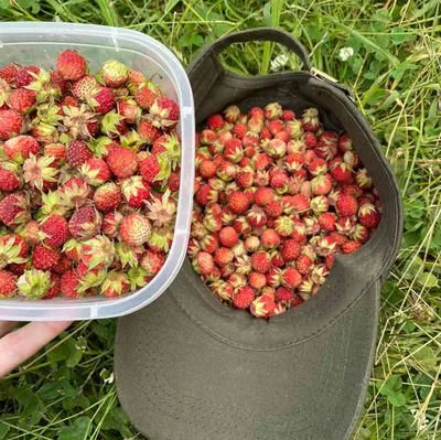 Земляника мускатная - Fragaria moschata