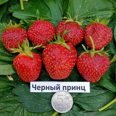 Земляника лесная, замороженная с бесплатной доставкой на дом из «ВкусВилл»  | Санкт-Петербург