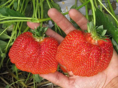 Земляника - Fragaria vesca - семена – Garden Seeds Market | Бесплатная  доставка