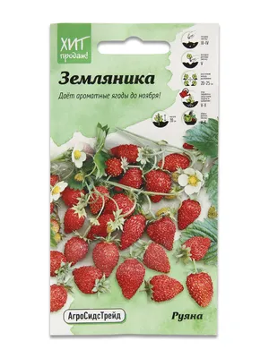 Характерные отличия клубники и земляники - GreenMarket