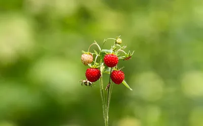 Земляника лесная замороженная 1кг - By-Nature