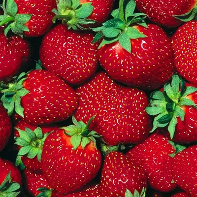 Клубника и земляника 🍓 Их отличия АгроВсесвіт