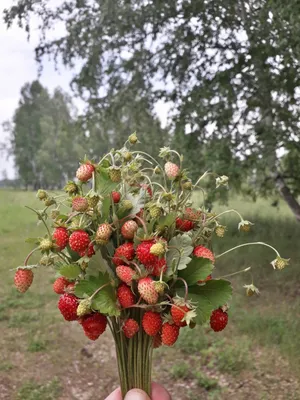 ✓ Семена Земляника Руяна, ремонтантная, безусая, 0,03г, Гавриш, Ягодная  полянка по цене 30 руб. ◈ Большой выбор ◈ Купить по всей России ✓  Интернет-магазин Гавриш ☎ 8-495-902-77-18